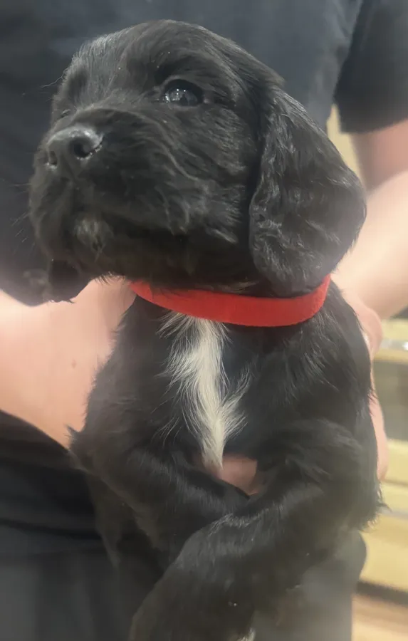 FTCh sired Cocker puppies