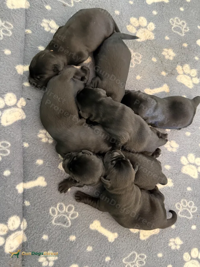 Black Labrador pups from top pedigrees