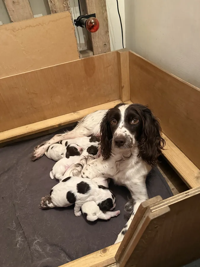 Outstanding FTCH x FTAW Puppies