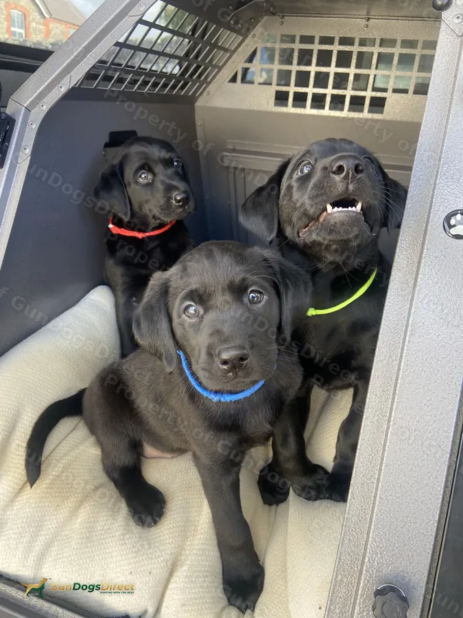 KC Reg Black Labrador Puppies