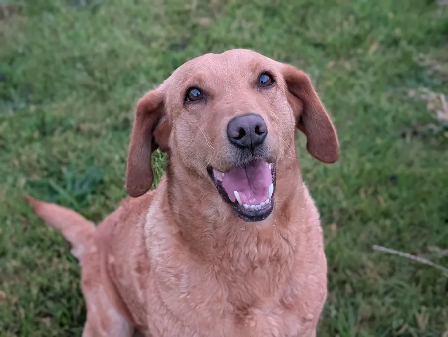 WANTED Naughty Labrador 12 to 24 Months