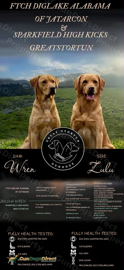 Prestigious Field Trial Champion health tested pups