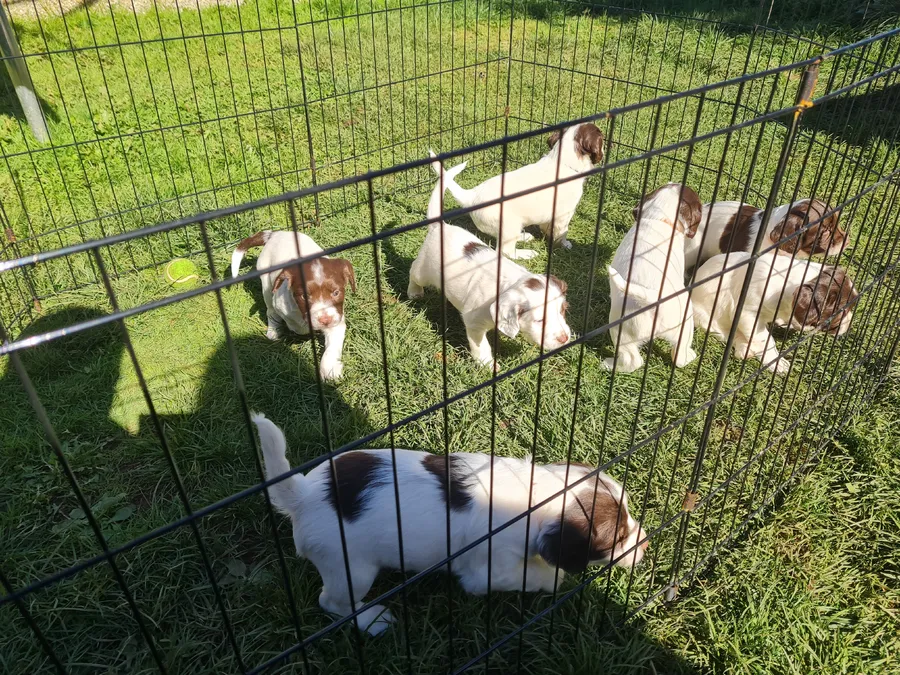 English Springer Spaniels