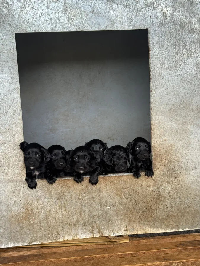 Gorgeous litter KC working cocker spaniels