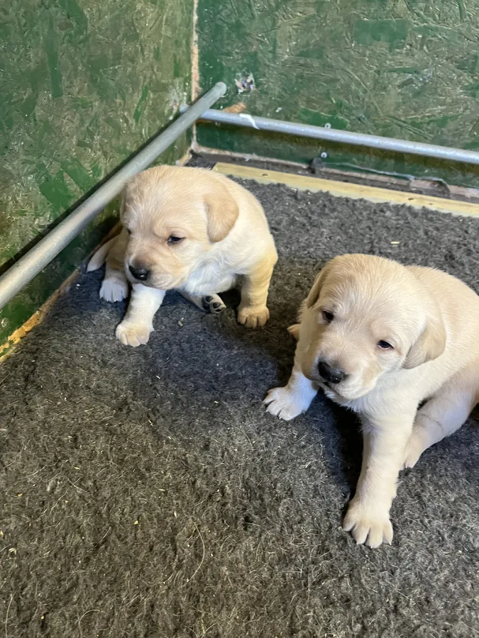 Yellow Labrador bitch pup