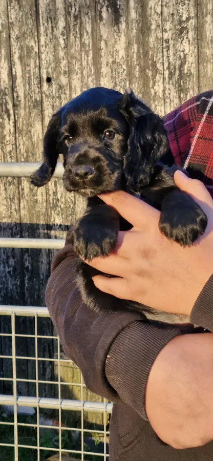 Beautiful Working Cocker Spaniels