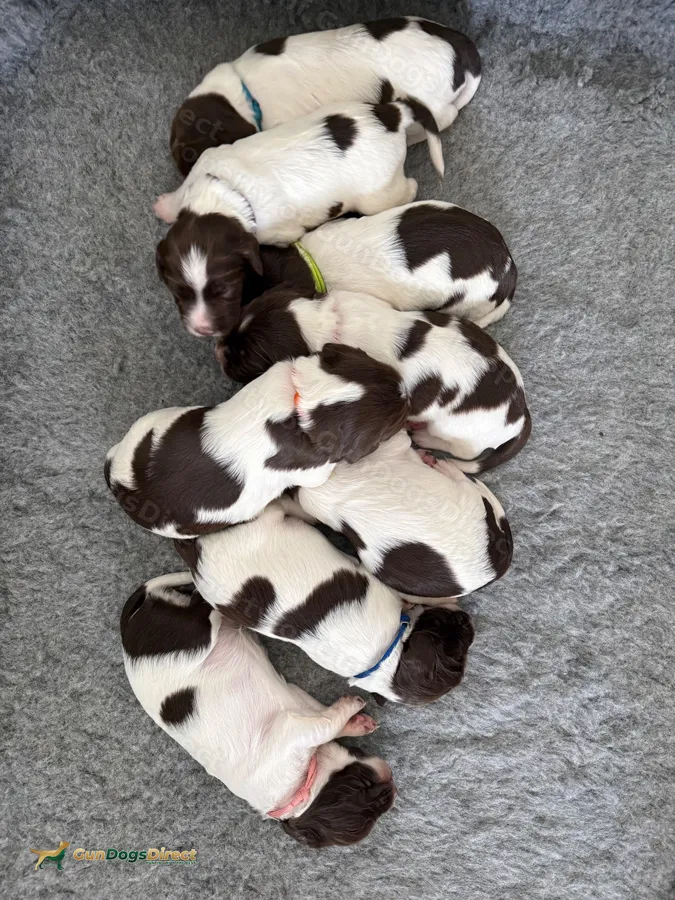 KC Registered Working-Line English Springer Spaniel Puppies