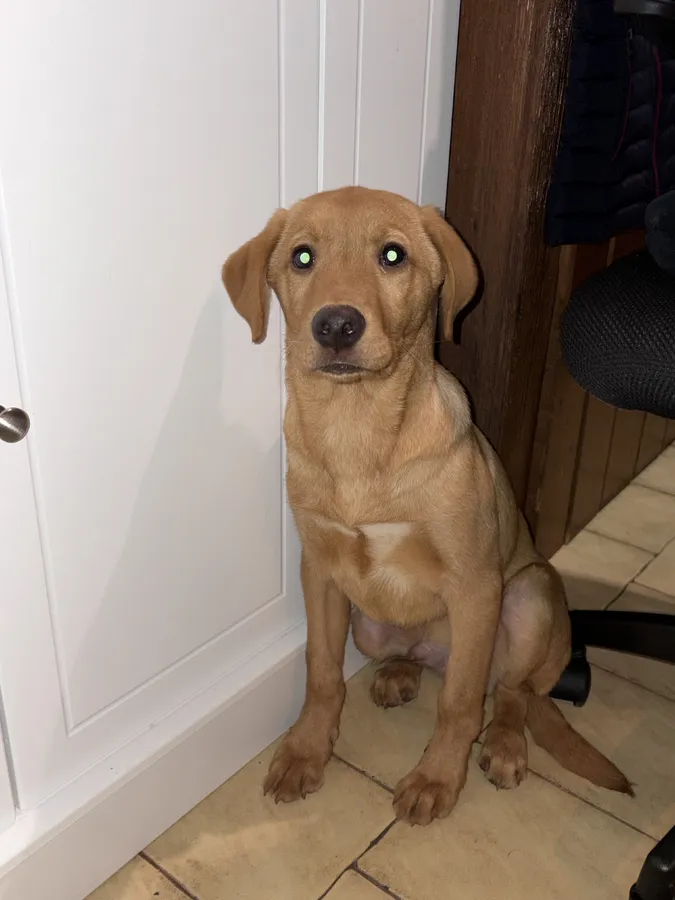 Beautiful fox red 6 month old male KC