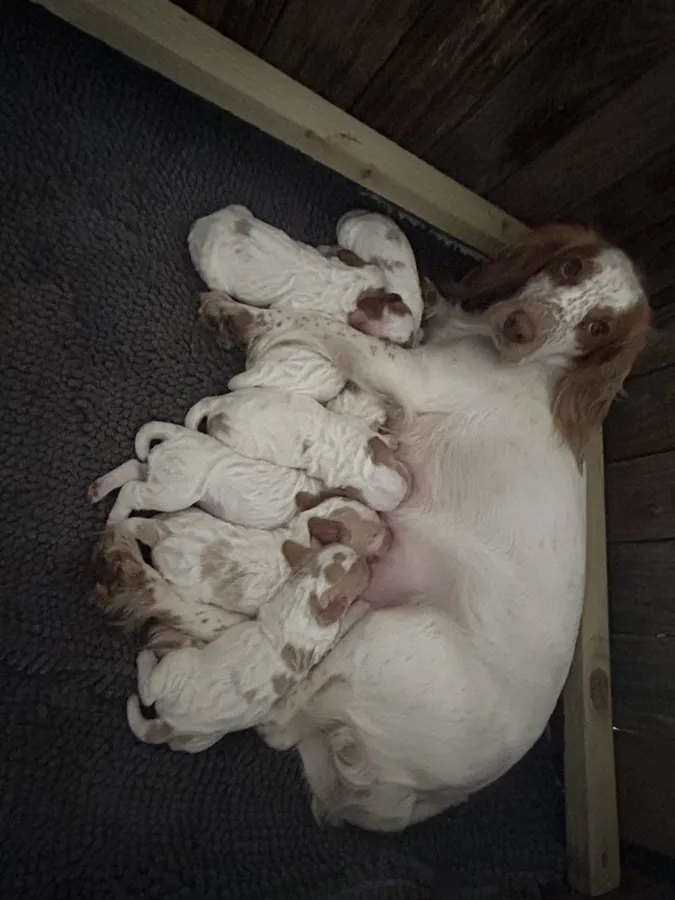 Lemon and white working cockers