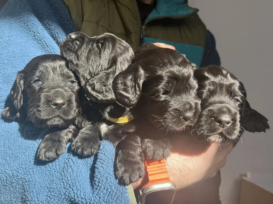 KC Reg Black Working Cocker Puppies FTAW Sired