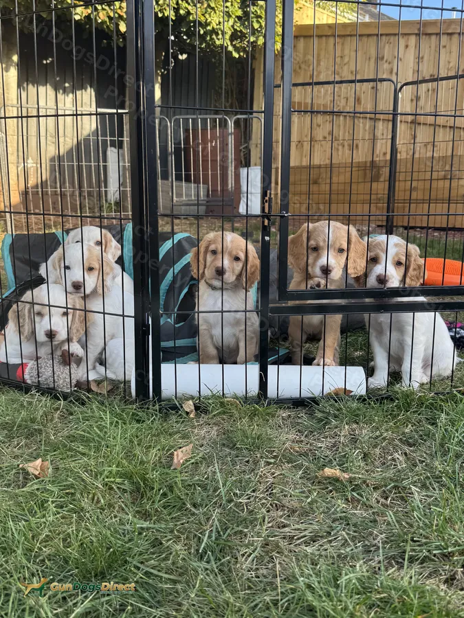 Gorgeous Sprocker Spaniel Puppies