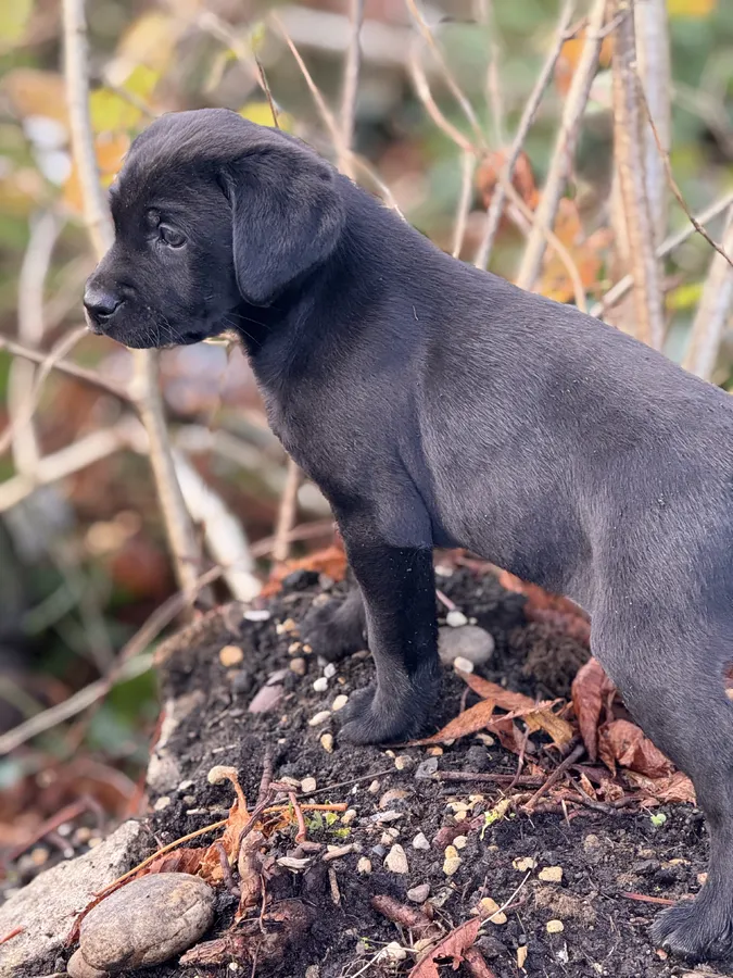 Stunning Labrador Gun dogs