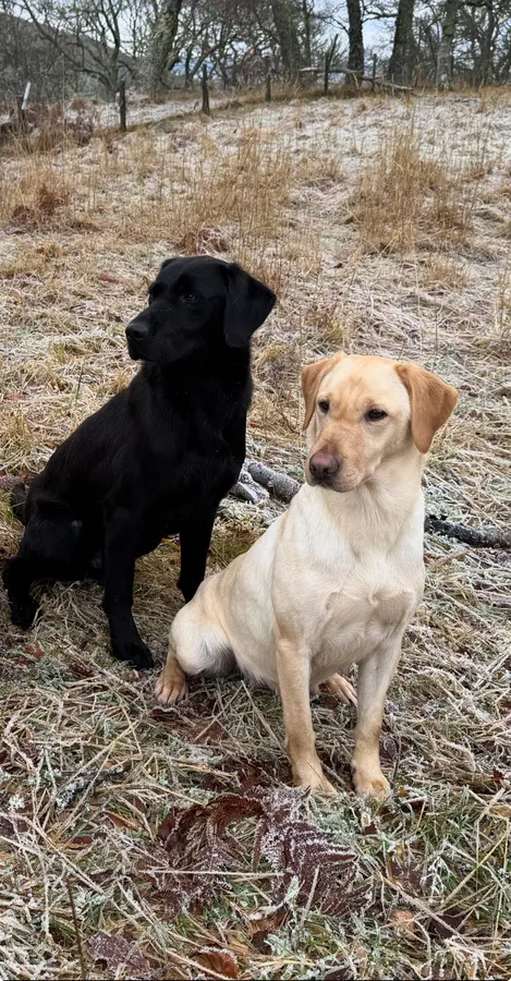 Working Labradors for sale