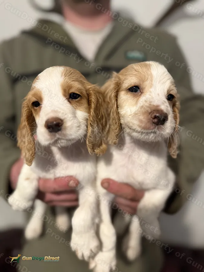 FTCH sired cocker puppies
