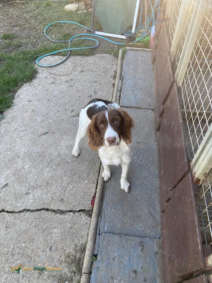 ESS Dog pup | GunDogsDirect