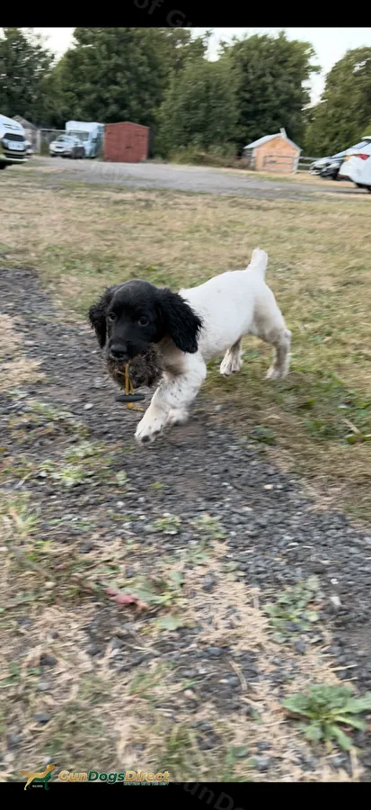 KC Reg Working Springer Puppy 4month old