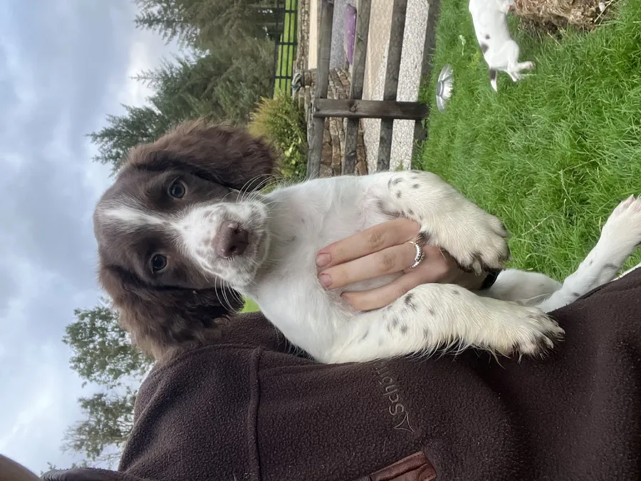 FTCH Working KC Registered Springers
