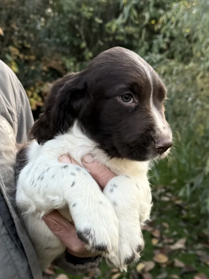 English Springer Spaniel Puppies tested working lines