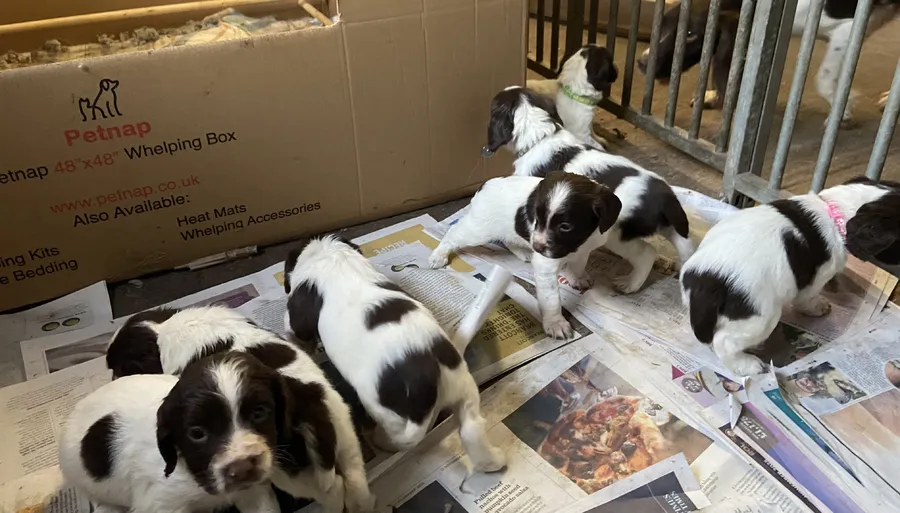 KC Registered English Springer Spaniel Puppies from proven Champion Breeding