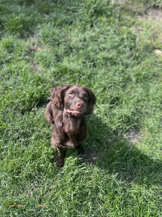 10 month old chocolate cocker spaniel