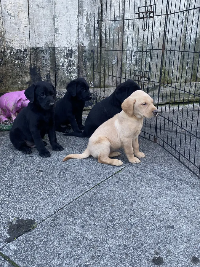 Top bred lab pups
