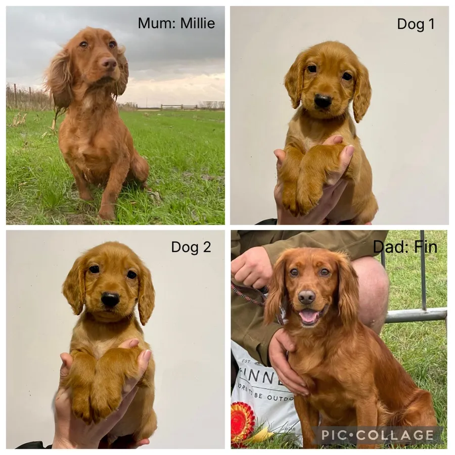 KC redg well bred working Cocker pups