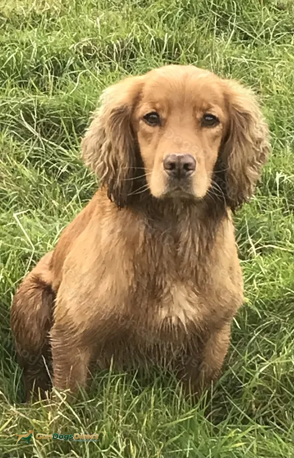 Well bred health tested stud dog