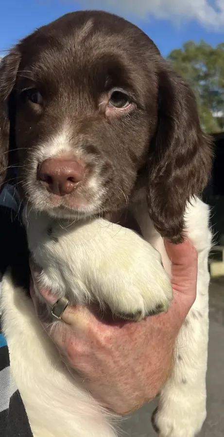 KC Reg Springer Spaniel Puppies