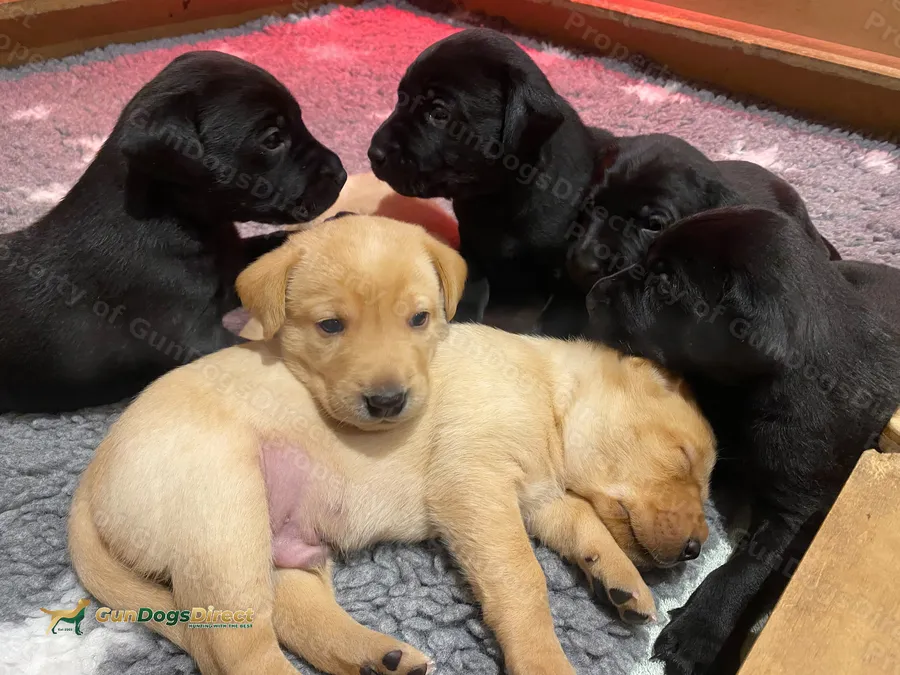 Labrador puppies