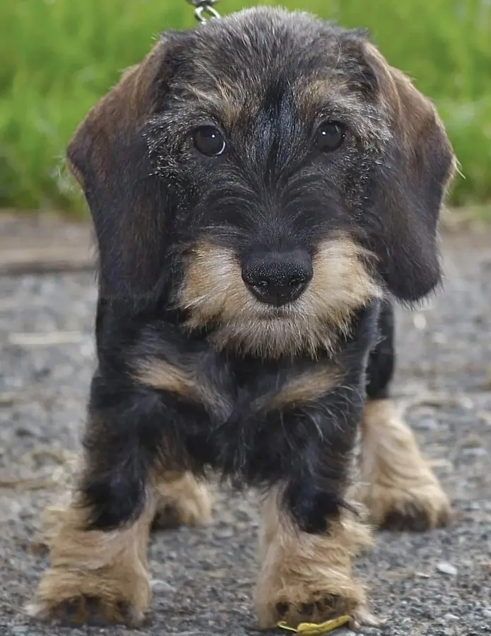 Miniature Wire Haired Dachshunds
