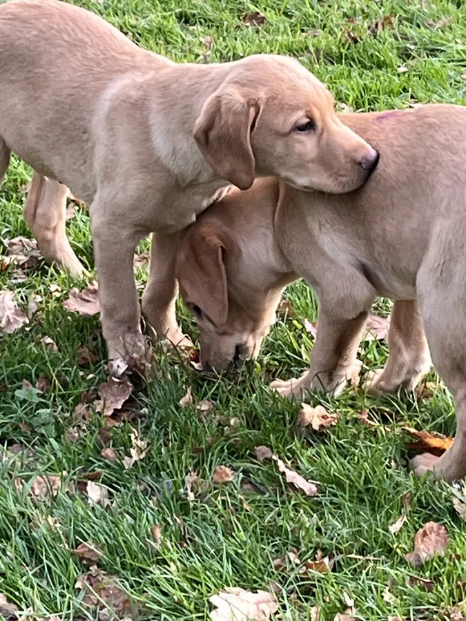 Yellow Labradors