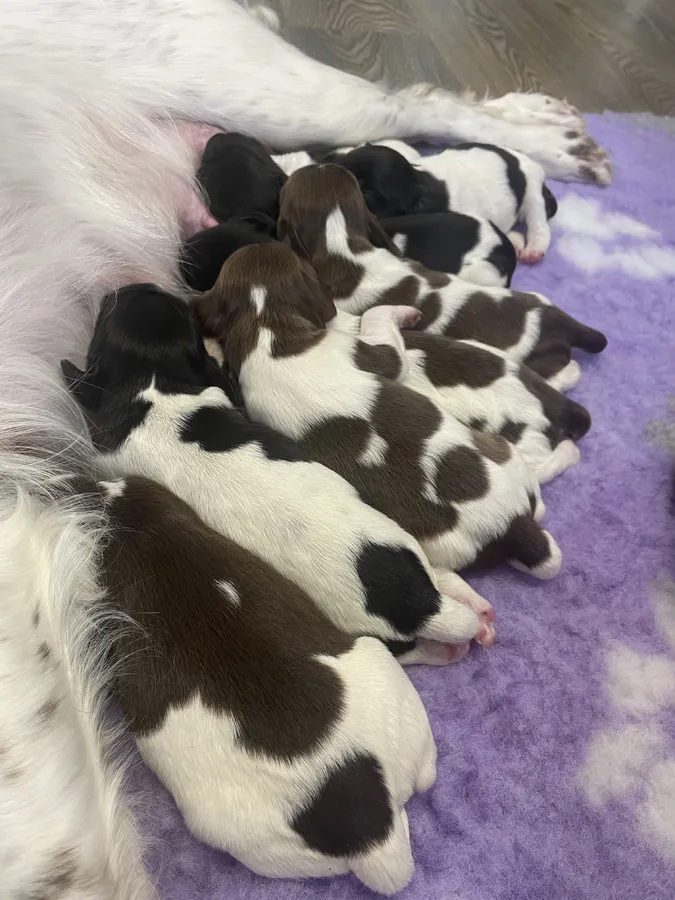 Springer spaniel puppies