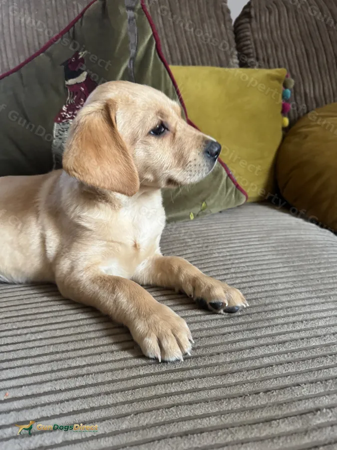 Outstanding Litter of KC Labrador puppies