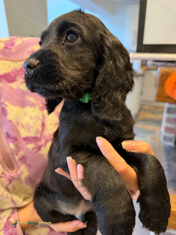 Exceptional Working Cocker Dog Ready Now