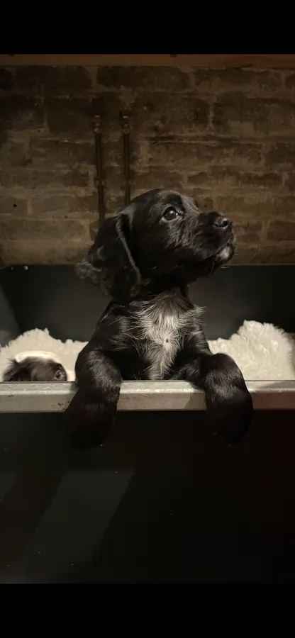 Two cocker spaniel dog pups available