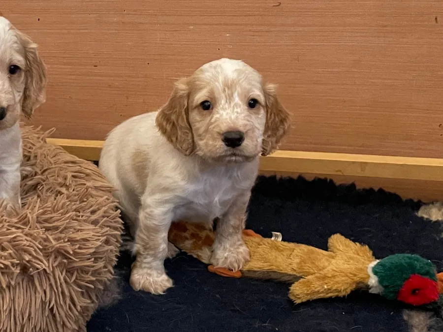 Health tested Lemon roan puppies