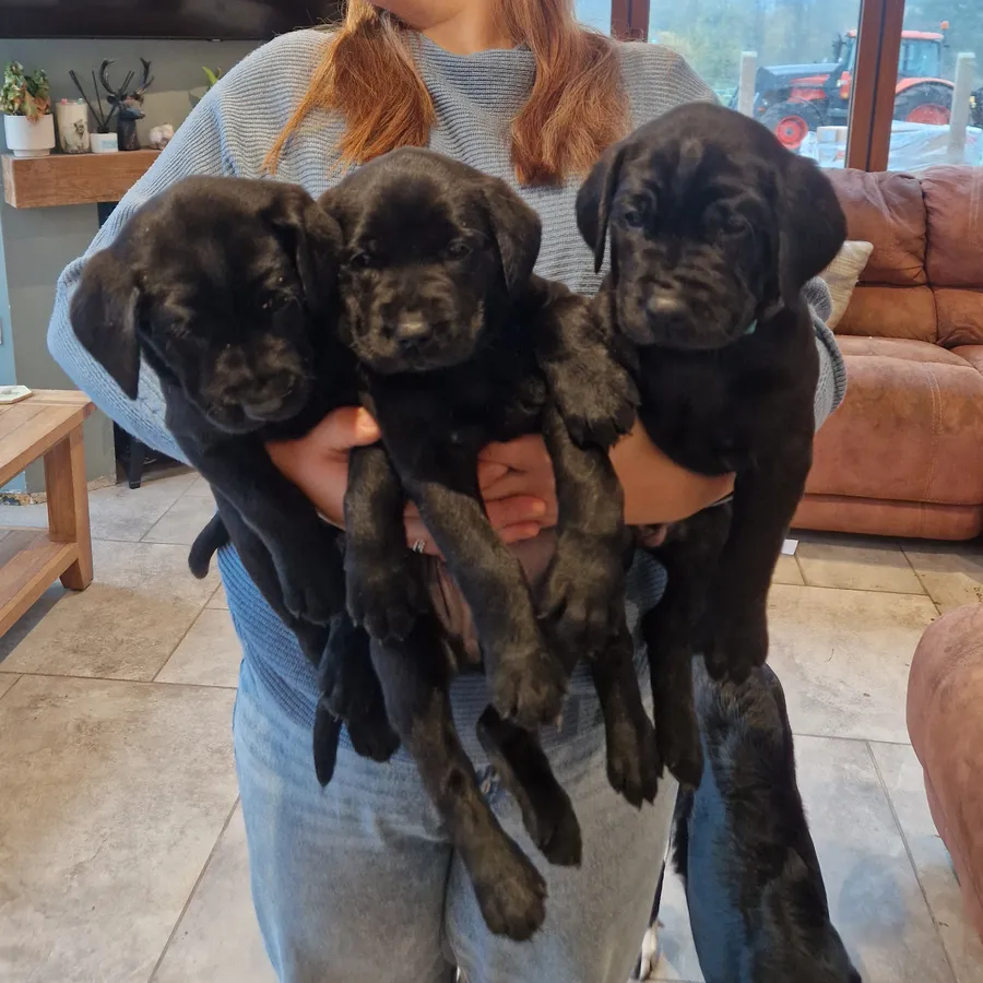 KC registered black working Labrador pups