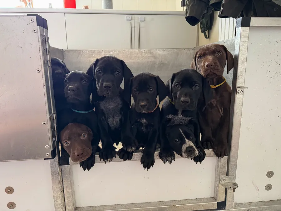 Lab x Gsp Pups