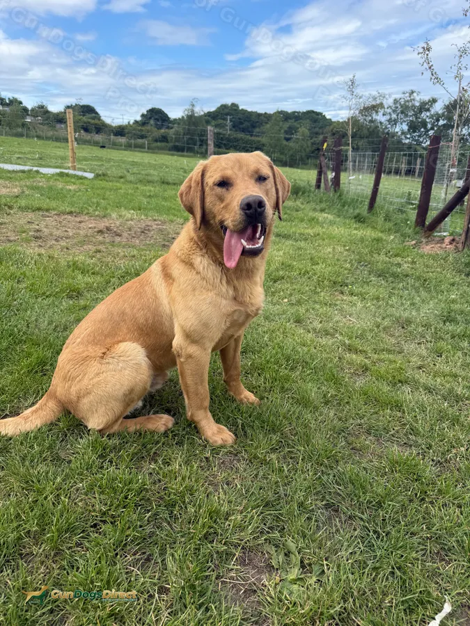 Smart young dog with team potential