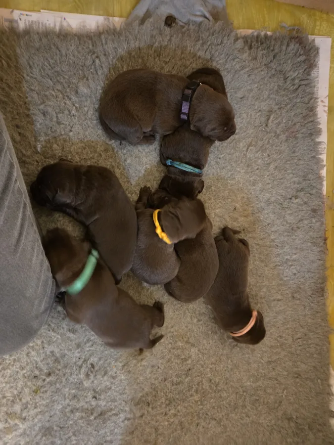 Working Chocolate lab Pups