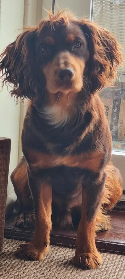 18 month old Male Working Cocker