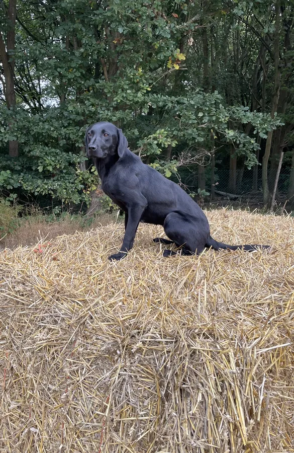 Well bred working KC Labrador puppies