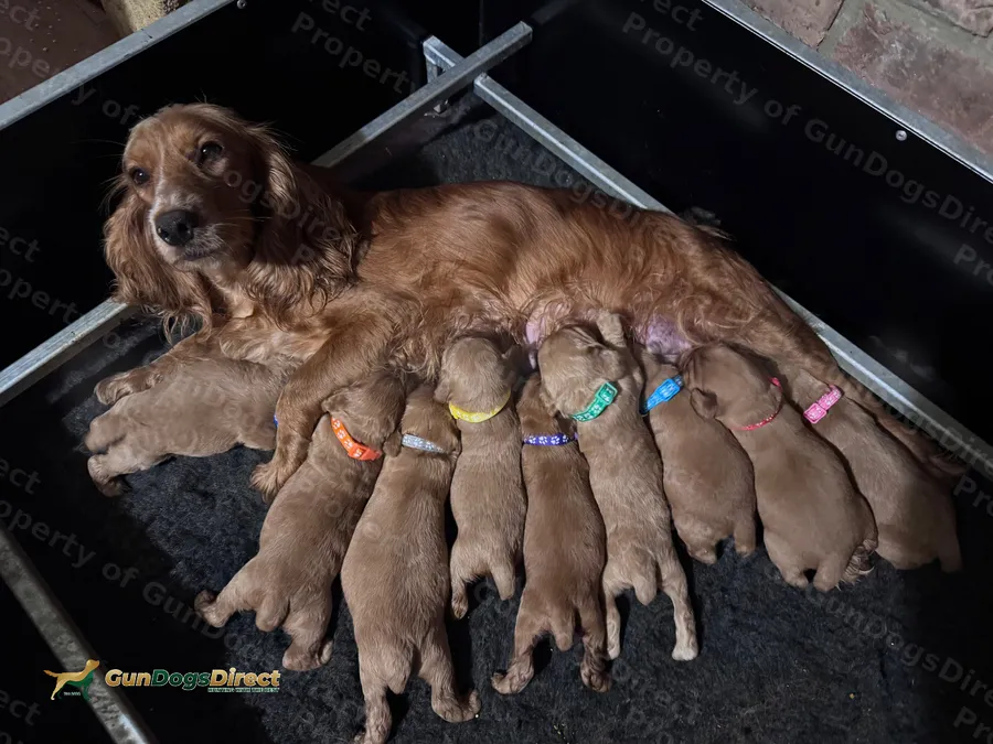 Kc Reg Working Cocker Spaniels for Sale
