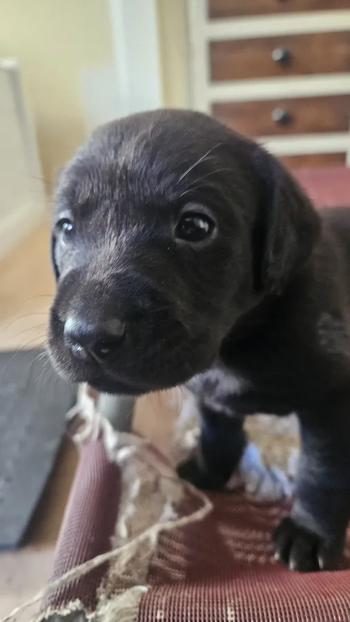 KC Reg Black Labrador puppies