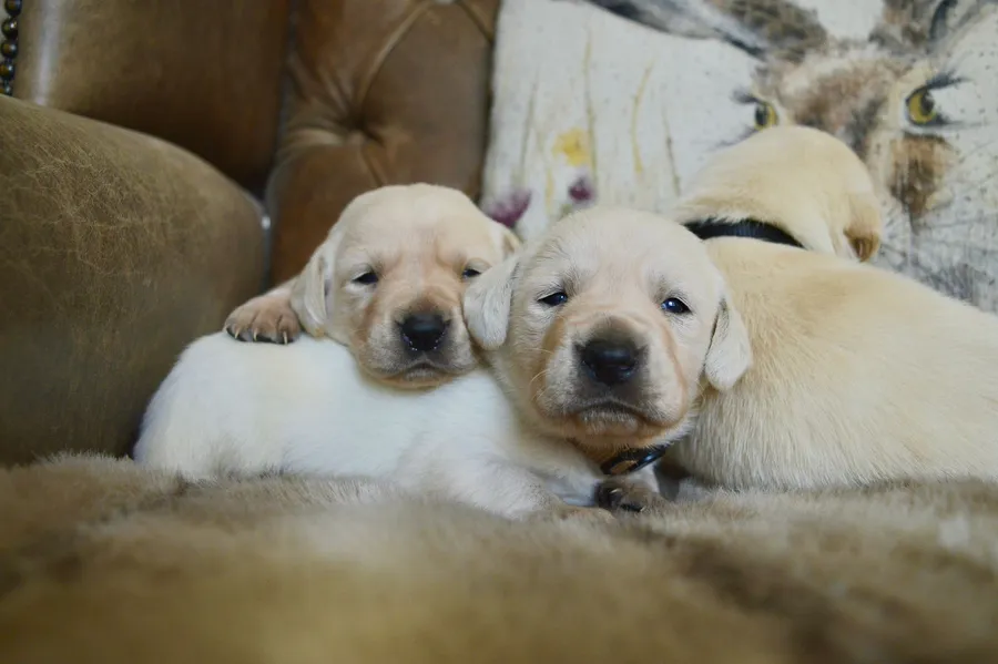 Exceptionally well bred FTCH IGL champion working pups