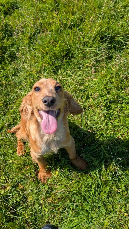Buddy 7 months old READY FOR TRAINING