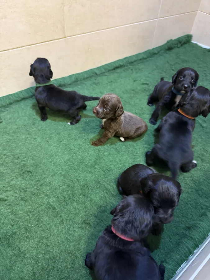 Male Black Working Cocker Spaniel Pups