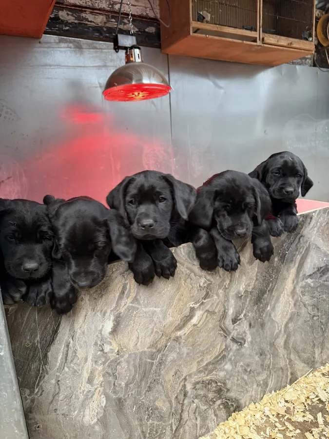 Kc reg Labrador pups