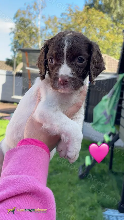 Springer spaniel puppies