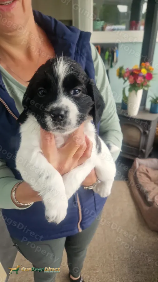 Springer puppies for sale